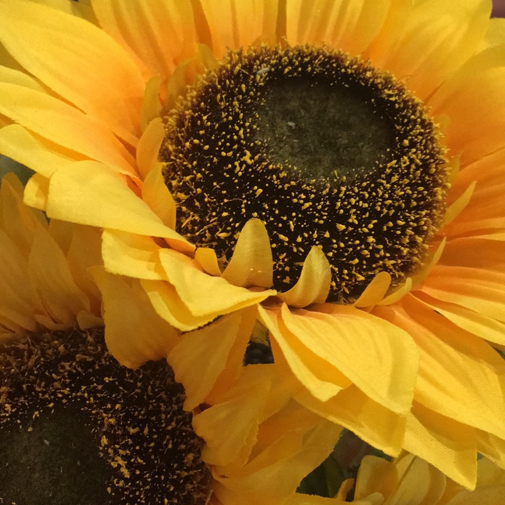 Meet your Posher, Mia